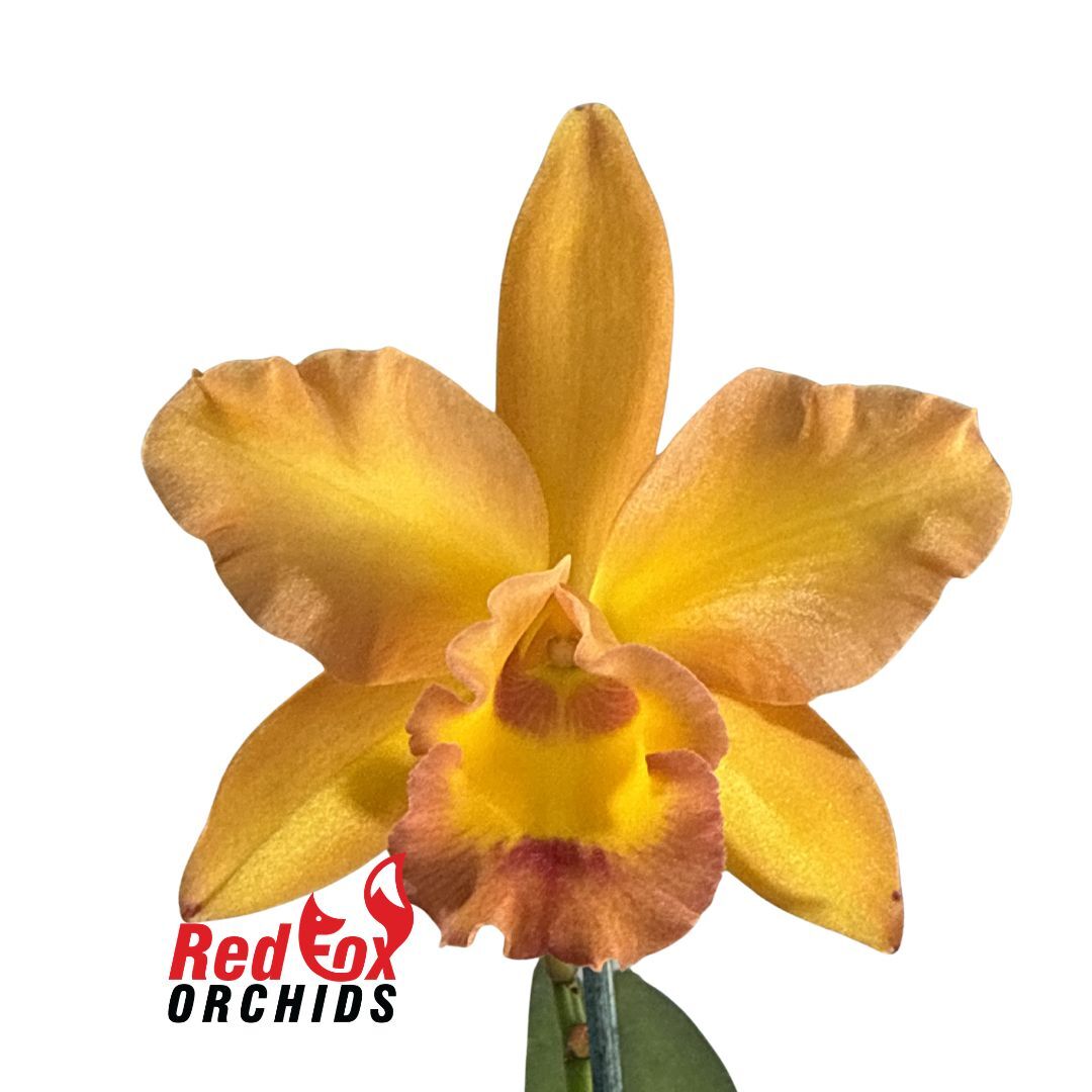 Laeliocattleya Susan Holcombe x Brassolaeliocattleya Topaz Lovely Dancer