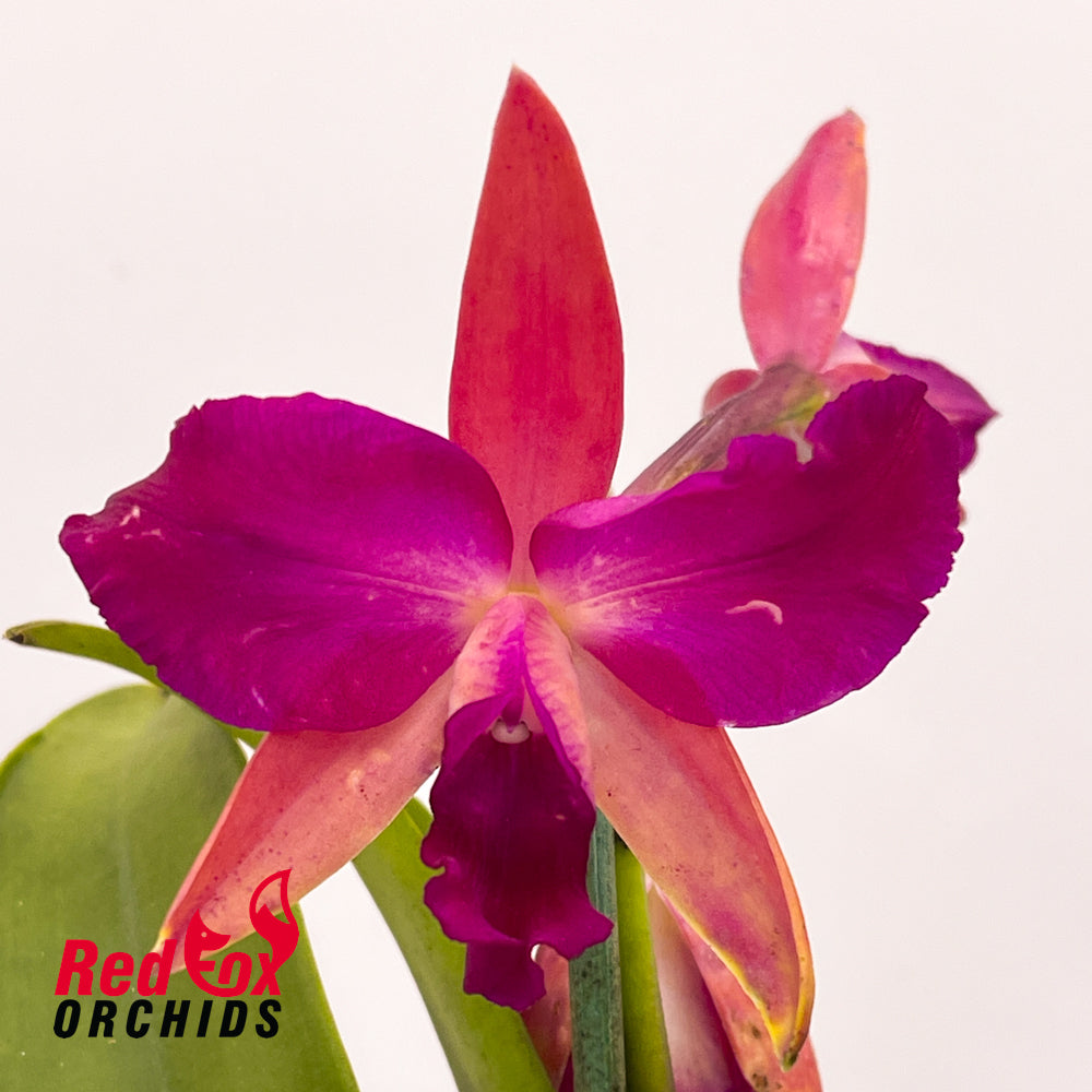 Cattlianthe Susan Holcombe 'Yellow & Red' x Cattlianthe Night Sky