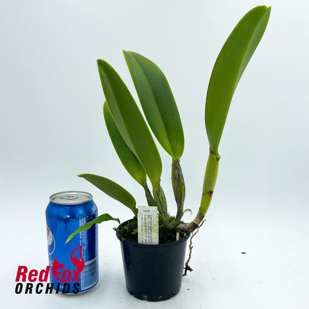 Rhyncholaeliocattleya  Sueno de Amor 'Lea' AM/AOS