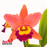 Potinara (Aussie Sunset X Hisako Akatsuka) X Blc. Toshie's Magic 'Hsinying'