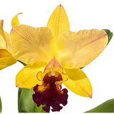 Brassolaeliocattleya (Mari's Song X Glenn Maidment) X Blc. Topaz Lovely Dancer