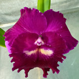 Potinara Hsinying Pink Doll 'Hsinying' X Pot. Hsinying Mini Dancer 'No.1'