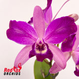 Cattlianthe Susan Holcombe 'Yellow & Red' X Ctt. Night Sky 'Dark Solid Splash'