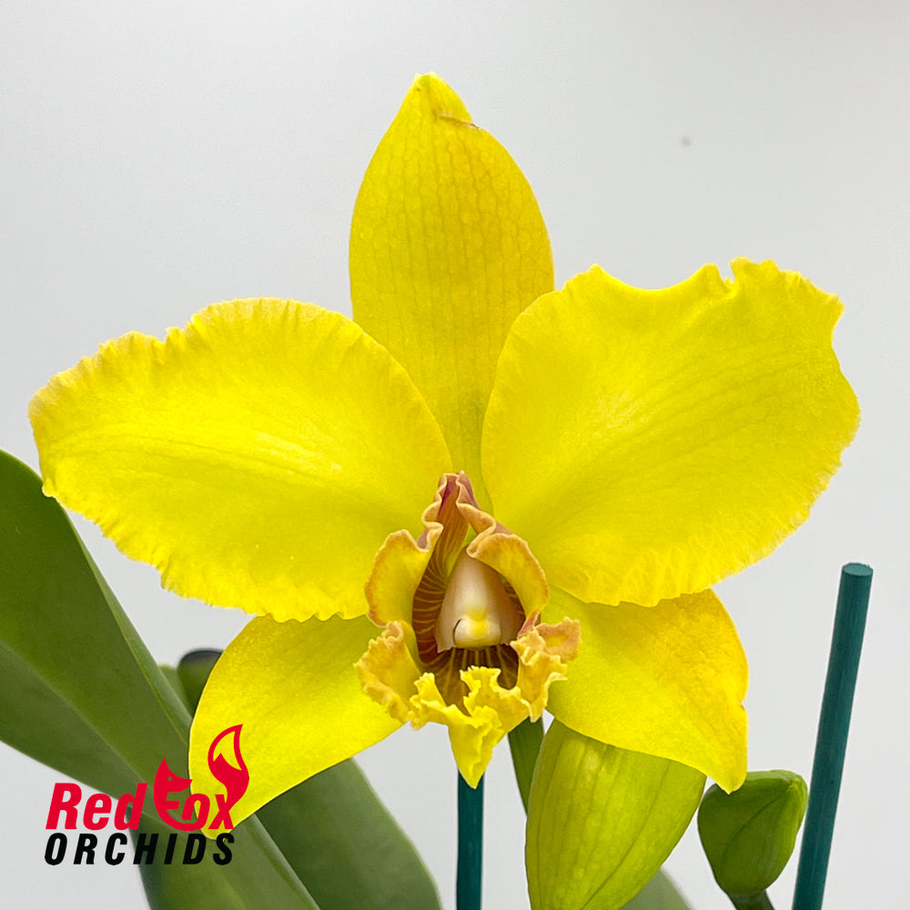 Brassolaeliocattleya Lyn Evans