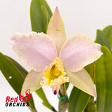 Rhyncholaeliocattleya George King 'Serendipity' X Rth. Topaz Breeze