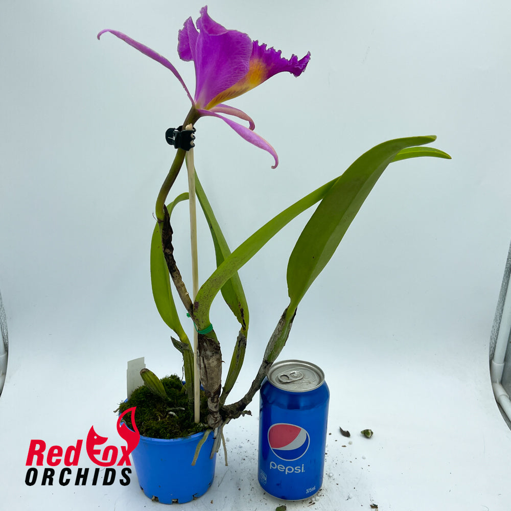 Brassolaeliocattleya Burdekin Delight 'Dreamtime' X Blc. Young Kong 'Sun'
