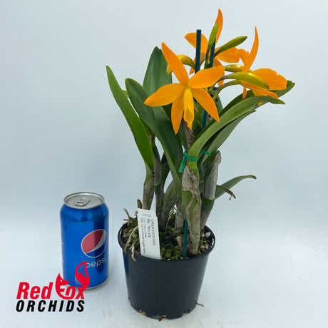 Rhyncattleanthe Tsiku Lily