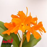 Rhyncattleanthe Tsiku Lily