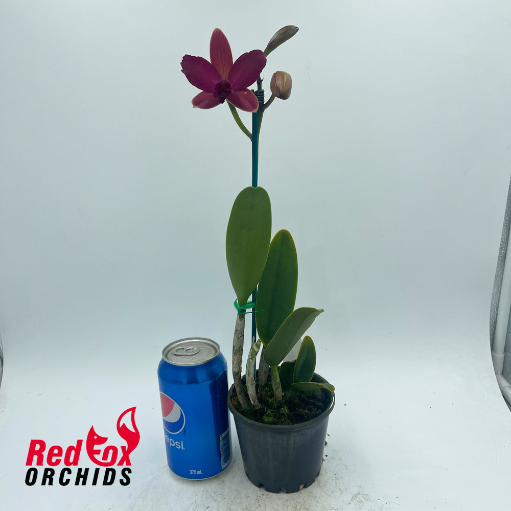 Rhyncattleanthe Lovely Toshie 'H&R' X Ctt. Night Sky 'VG Dark Splash'