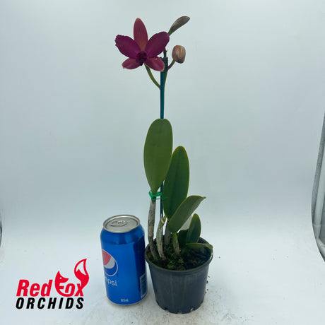 Rhyncattleanthe Lovely Toshie 'H&R' X Ctt. Night Sky 'VG Dark Splash'