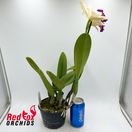 Brassolaeliocattleya (Mari's Song X Glenn Maidment) X Blc. Lovely Toshie 'H&R'