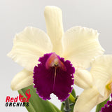 Brassolaeliocattleya (Mari's Song X Glenn Maidment) X Blc. Lovely Toshie 'H&R'