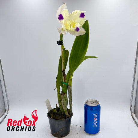 Brassolaeliocattleya (Mari's Song X Glenn Maidment) X Blc. (loddigesii 'Nina' X Burdekin Dawn 'First Light')