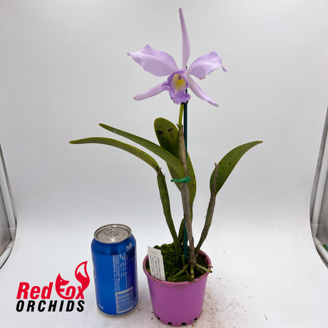 Laeliocattleya Nikolita Portilla