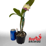 Brassolaeliocattleya Momilani Rainbow 'Buttercup' X Blc. Topaz Music 'Dark Veins'