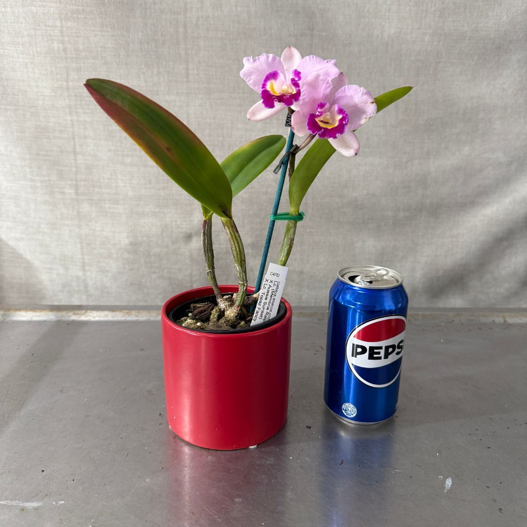 Laeliocattleya (Memoria Ralph Yagi 'Feb' X Aussie Sunset) 'VG Open Display' X Lc. Topaz Fancy