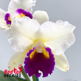 Brassolaeliocattleya (Mari's Song X Glenn Maidment) X Blc. Lovely Toshie 'H&R'