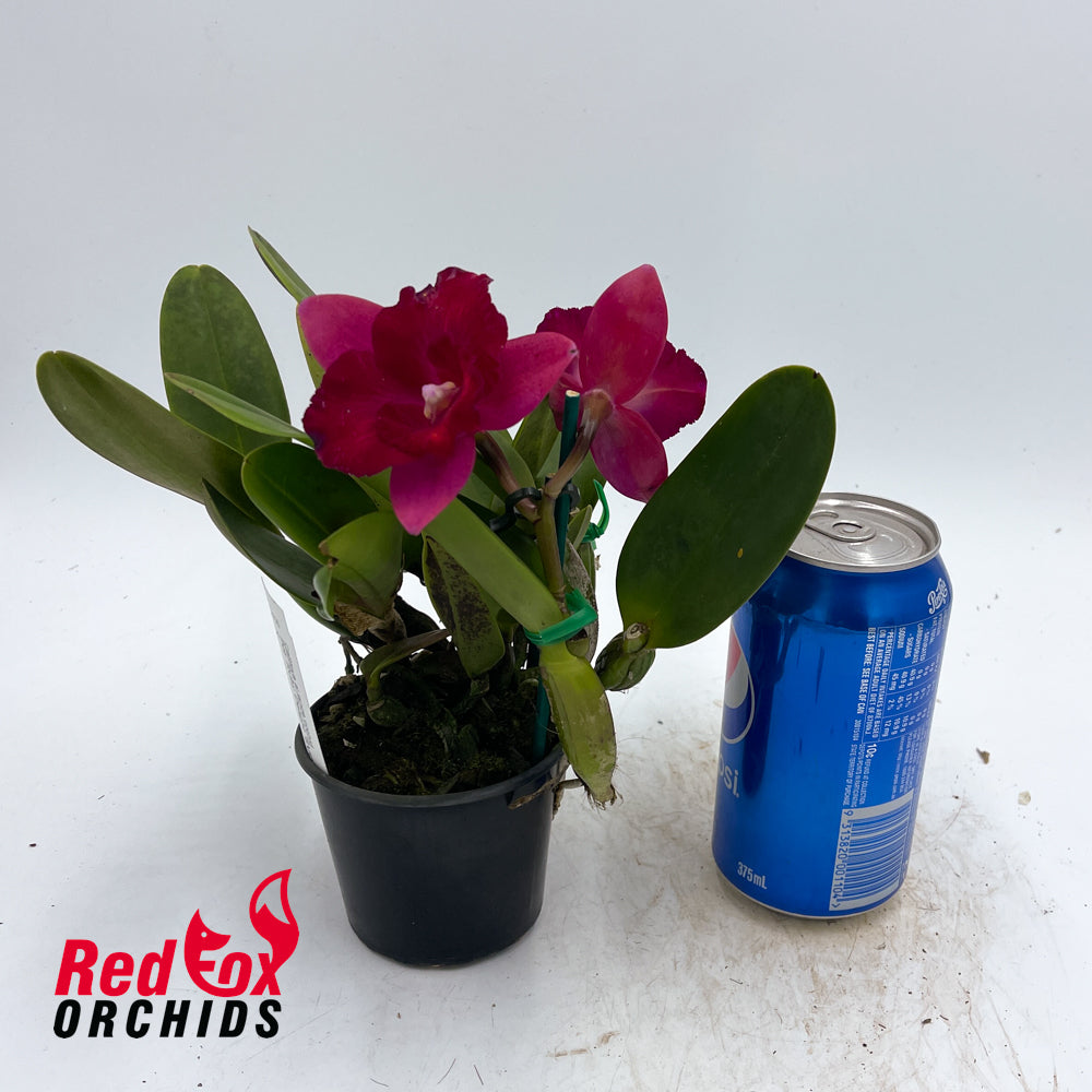 Potinara Ruby Delight 'SVO' X Slc. Angel Eyes 'SVO' AM/AOS