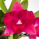 Potinara Ruby Delight 'SVO' X Slc. Angel Eyes 'SVO' AM/AOS