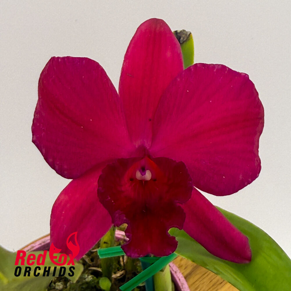 Potinara Loud Nine 'SVO Best' X Pot. Ruby Delight 'SVO Hot Shot'