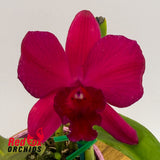 Potinara Loud Nine 'SVO Best' X Pot. Ruby Delight 'SVO Hot Shot'
