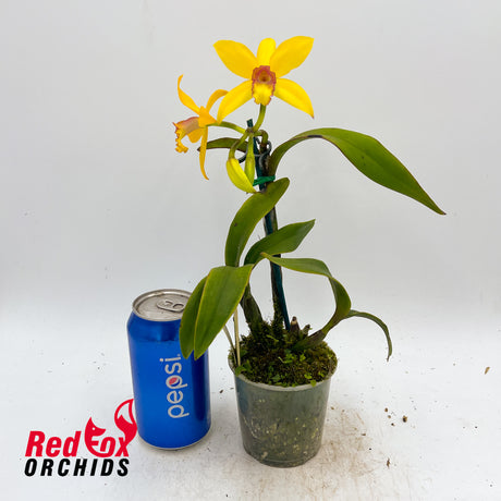 Brassolaeliocattleya Guess What 'SVO' AM/AOS X Blc. Gold Star 'SVO' (4n)