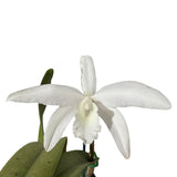 Sophrolaeliocattleya Kagaribi Dawn 'Red Star' x Brassolaeliocattleya Gold Star 'SVO' HCC/AOS