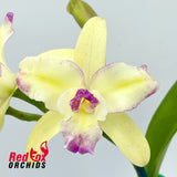 Sophrolaeliocattleya Angel Eyes 'SVO' HCC/AOS X Blc. Laughing Boy