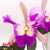 Sophrolaeliocattleya Orquidacea's Small Fortune