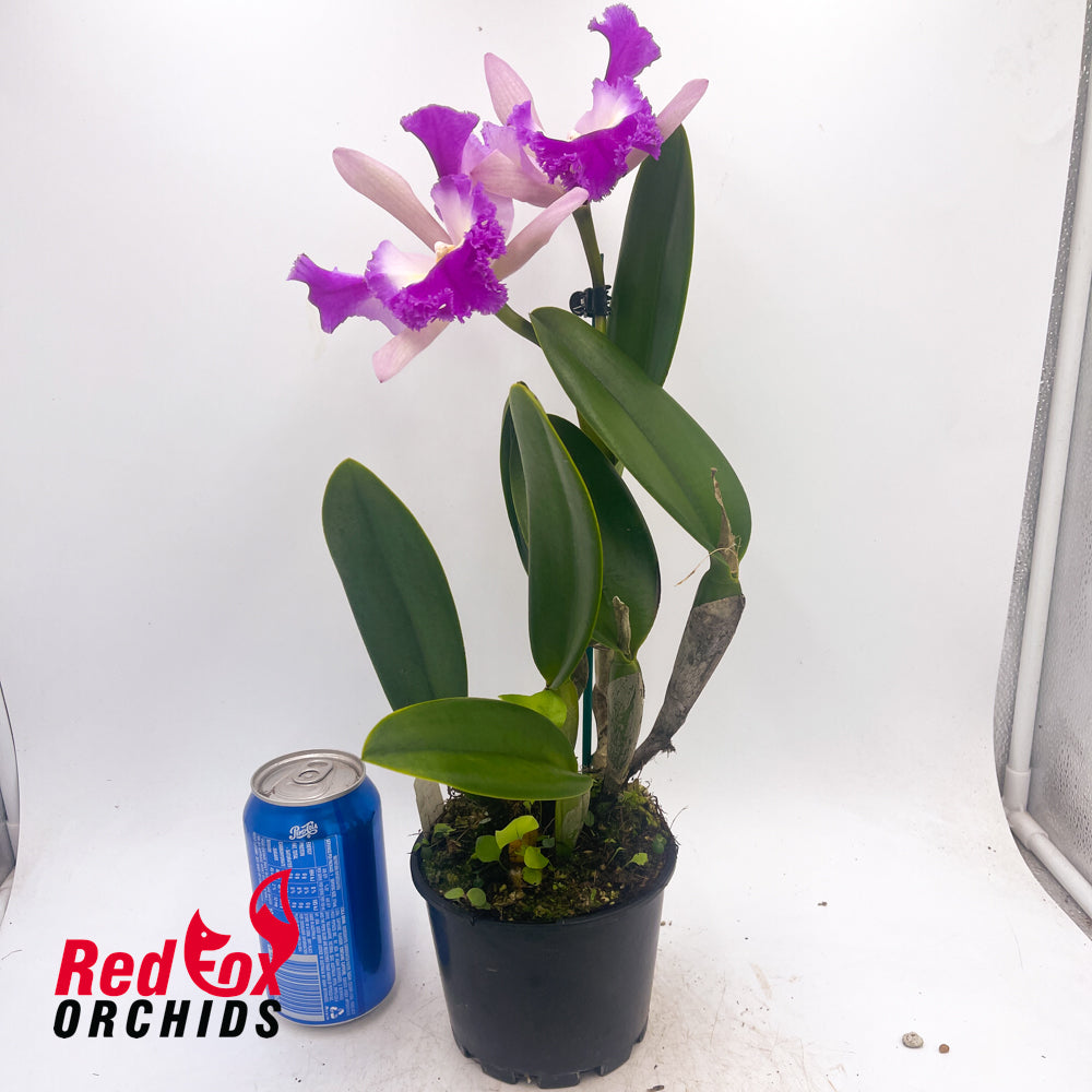 Sophrolaeliocattleya Orquidacea's Small Fortune