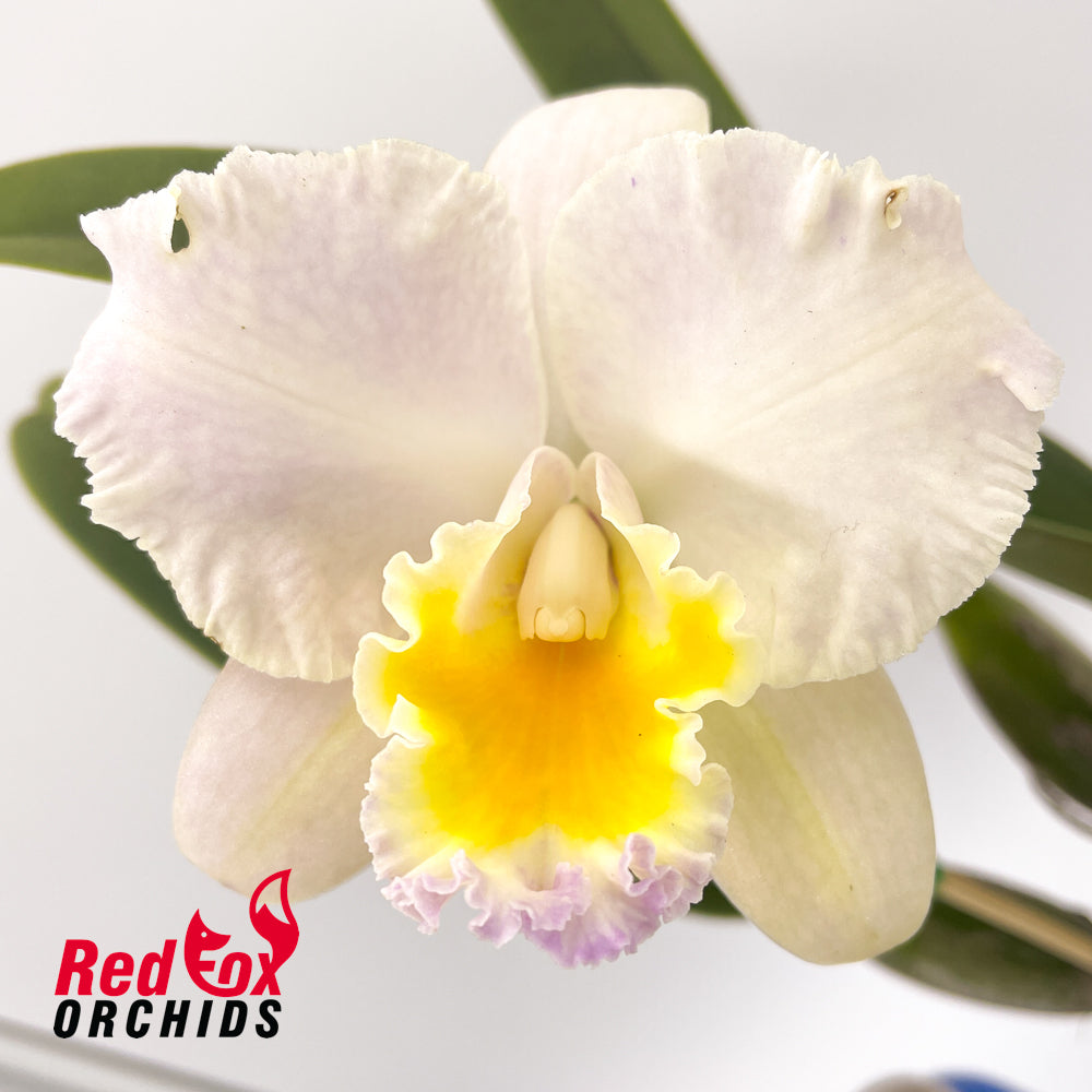 Brassolaeliocattleya (Izumi Charm X Candy Tuft) 'SVO' X Blc. Schroder's Love 'SVO' AM-AOS