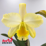 Brassolaeliocattleya Kaboom