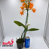 Epilaeliocattleya Magic Wand