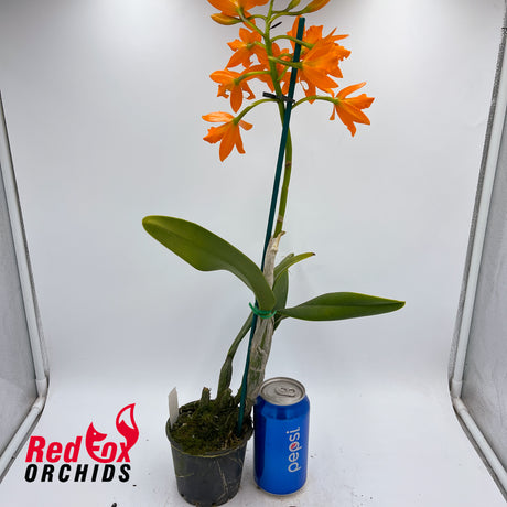 Epilaeliocattleya Magic Wand