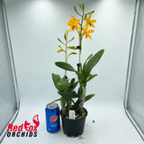 Epilaeliocattleya Magic Wand