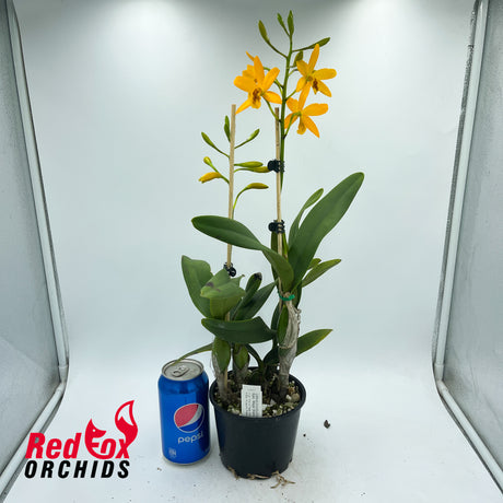 Epilaeliocattleya Magic Wand