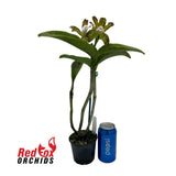 Cattleya Something Else