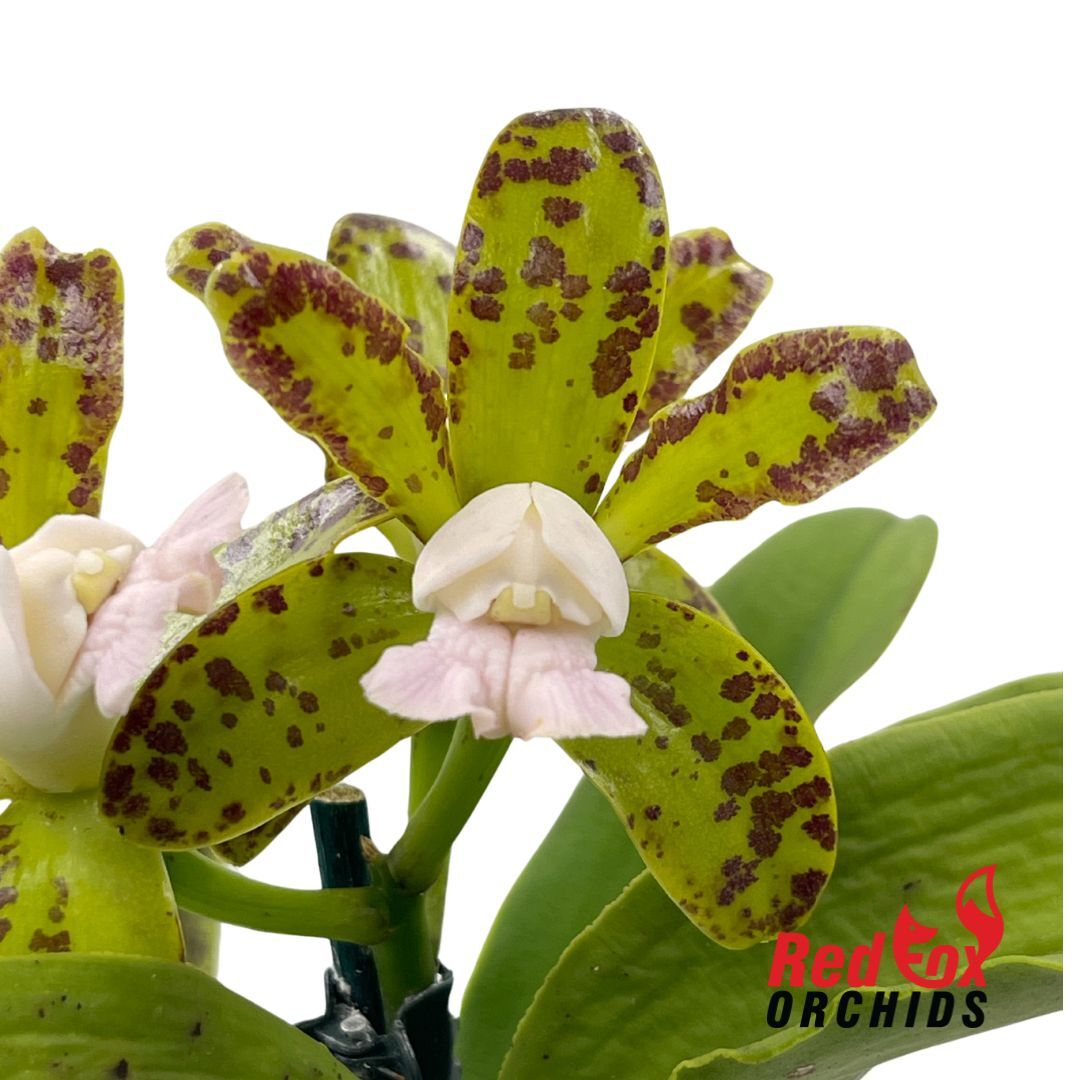 Cattleya Something Else