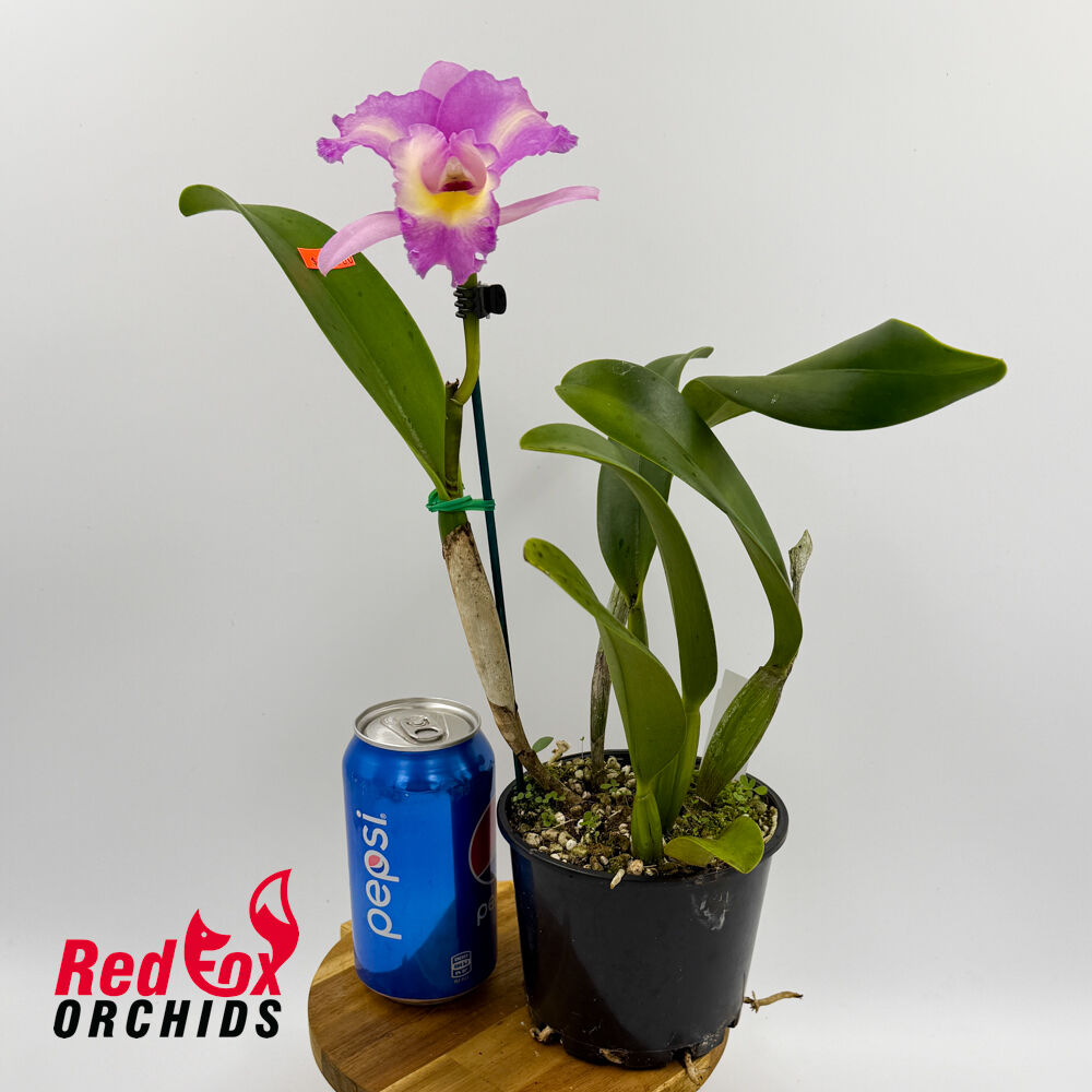 Laeliocattleya Mari's Song 'CTM 217' HCC/AOS X Pot. Memoria Jim Nickou 'James' HCC/AOS