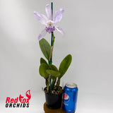 Cattleya maxima var. coerulea X C. Betsy's Azure Sea 'RH8'