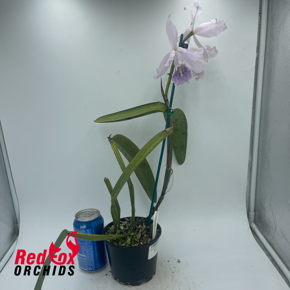 Cattleya Dominiana (1859)