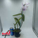 Cattleya Dominiana (1859)