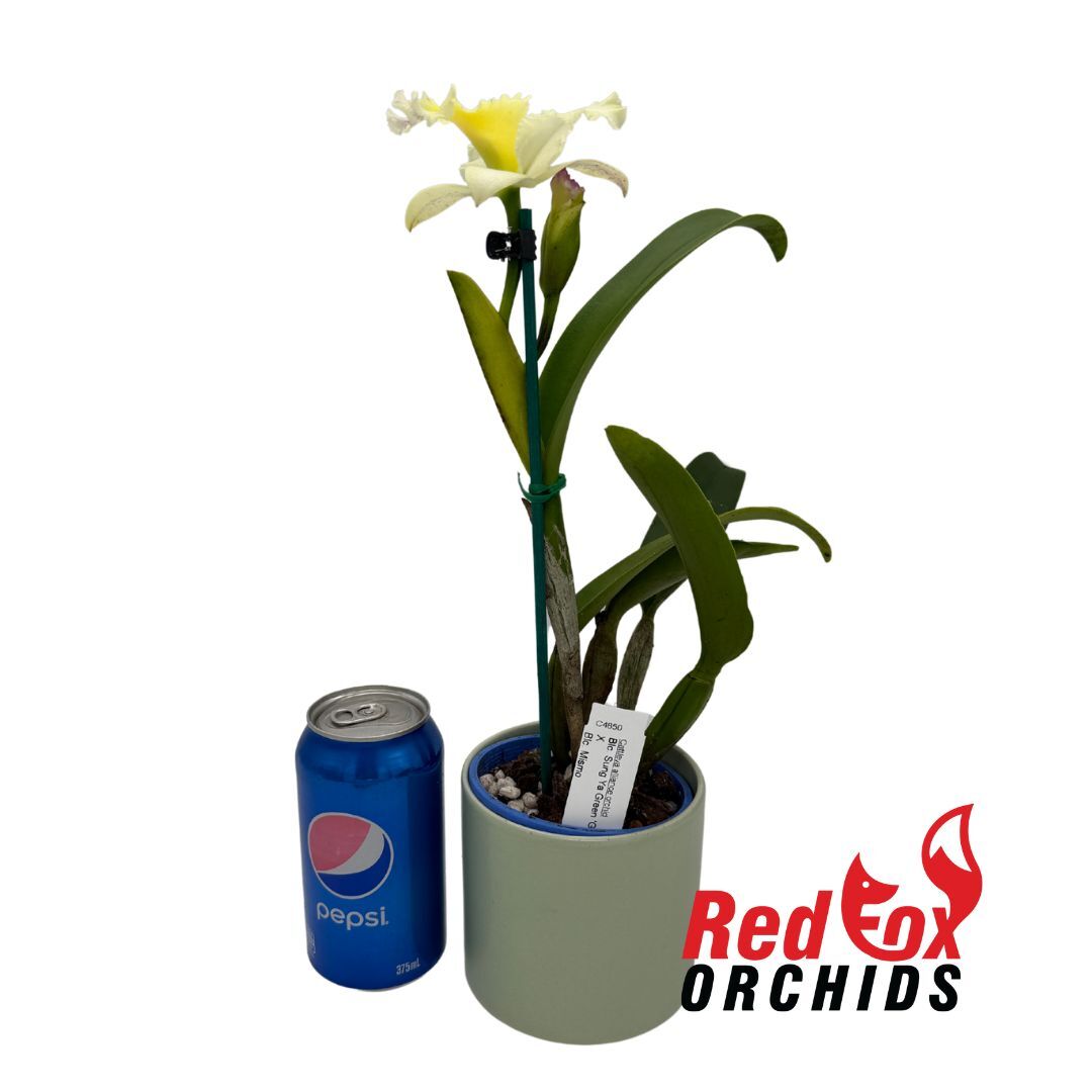 Brassolaeliocattleya Sung Ya Green 'Green Gem' X Blc. Mismo