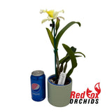 Brassolaeliocattleya Sung Ya Green 'Green Gem' X Blc. Mismo