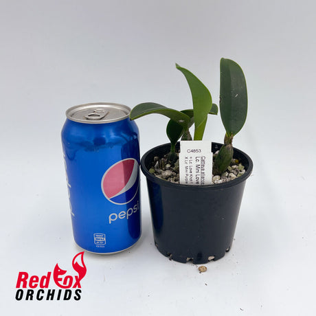 Laeliocattleya Mini Love