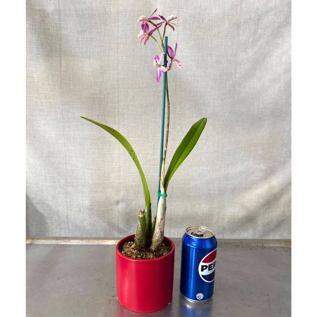 Guaricyclia Kyoguchi 'Fumi' X Rth. Topaz Elf