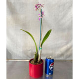 Guaricyclia Kyoguchi 'Fumi' X Rth. Topaz Elf