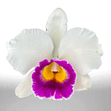 Laeliocattleya Shirayukihime 'M' X Rlc. Deception Diamond