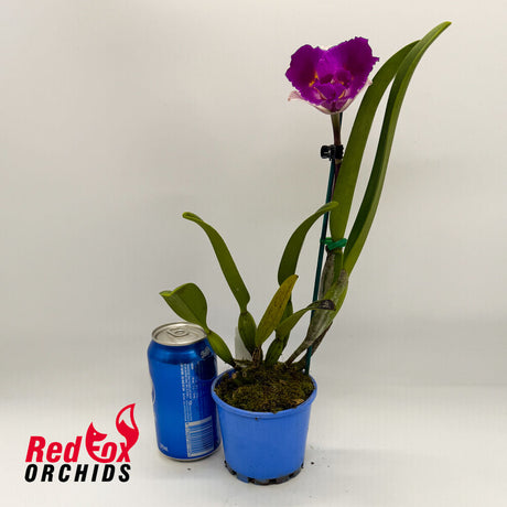Brassolaeliocattleya (Momilani Rainbow X Magic Melody) X Blc. (Mari's Song X Glenn Maidment)