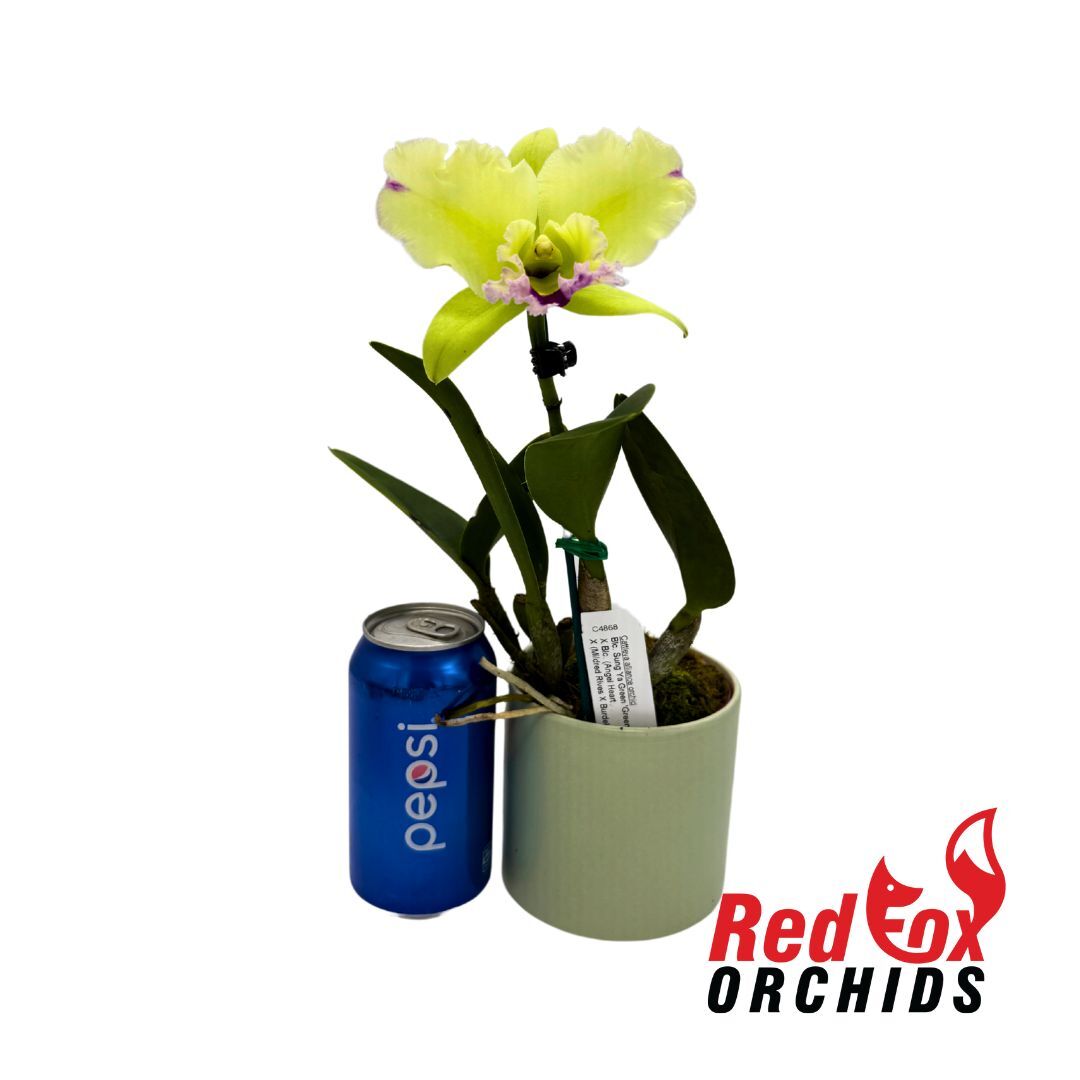 Brassolaeliocattleya Sung Ya Green 'Green Gem' X Lc. Angel Heart X Blc. (Mildred Rives X Burdekin Bells)